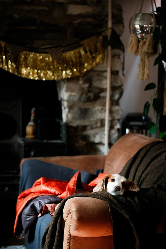 Dog friendly cottages