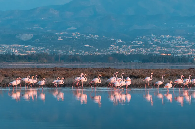 Cyprus Flamingos