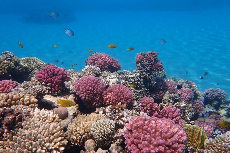 Coral in Makadi Bay