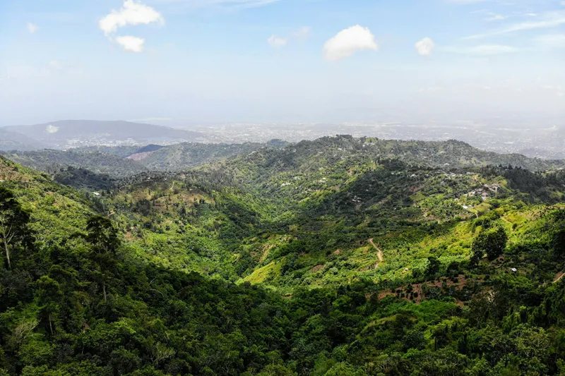 Blue Mountain Jamaica
